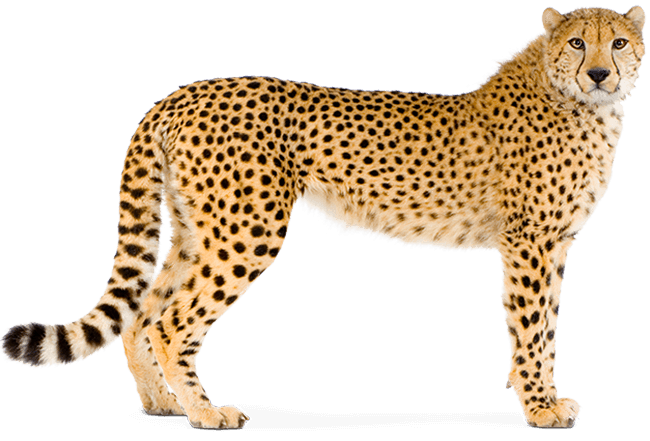 Chita
